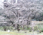 河内の桜　二分咲き
