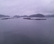 瀬戸内海の牡蠣筏