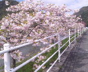 高梁市川上の八重桜